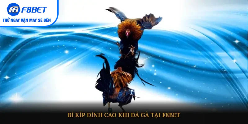 Bí kíp đỉnh cao khi đá gà tại F8BET