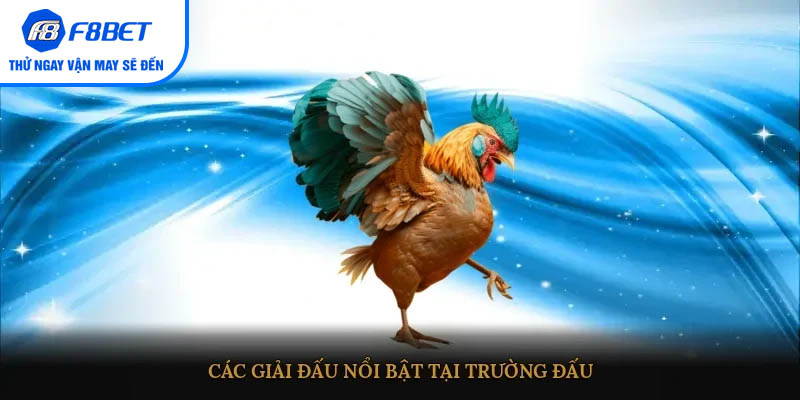 Các giải đấu nổi bật tại trường đấu