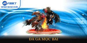 Đá gà Mộc Bài