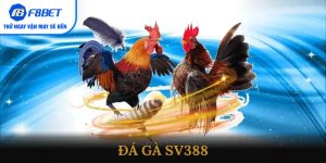 Đá Gà SV388