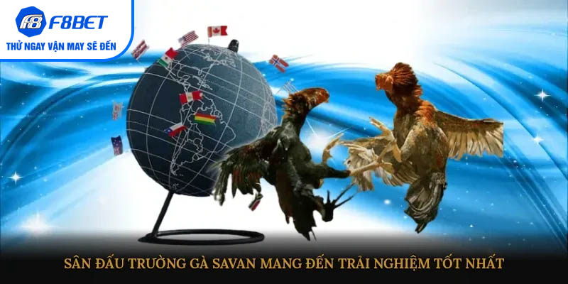 Sân đấu trường gà Savan mang đến trải nghiệm tốt nhất