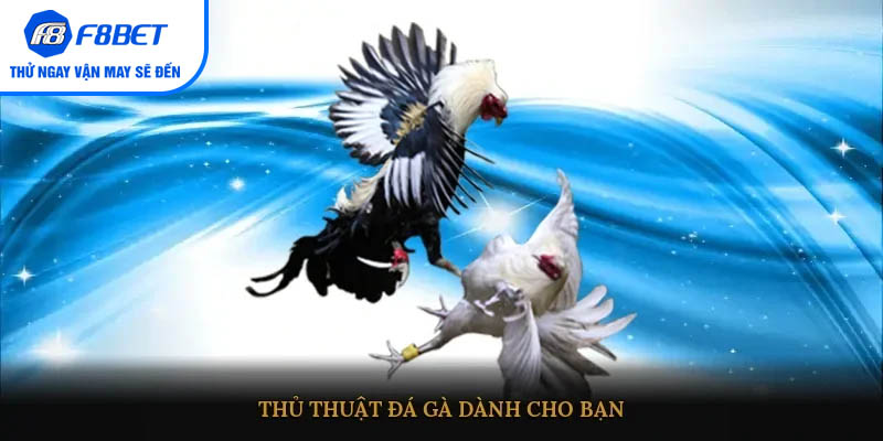 Thủ thuật đá gà dành cho bạn